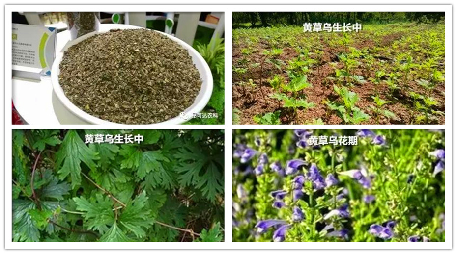 黃草烏產(chǎn)地直供